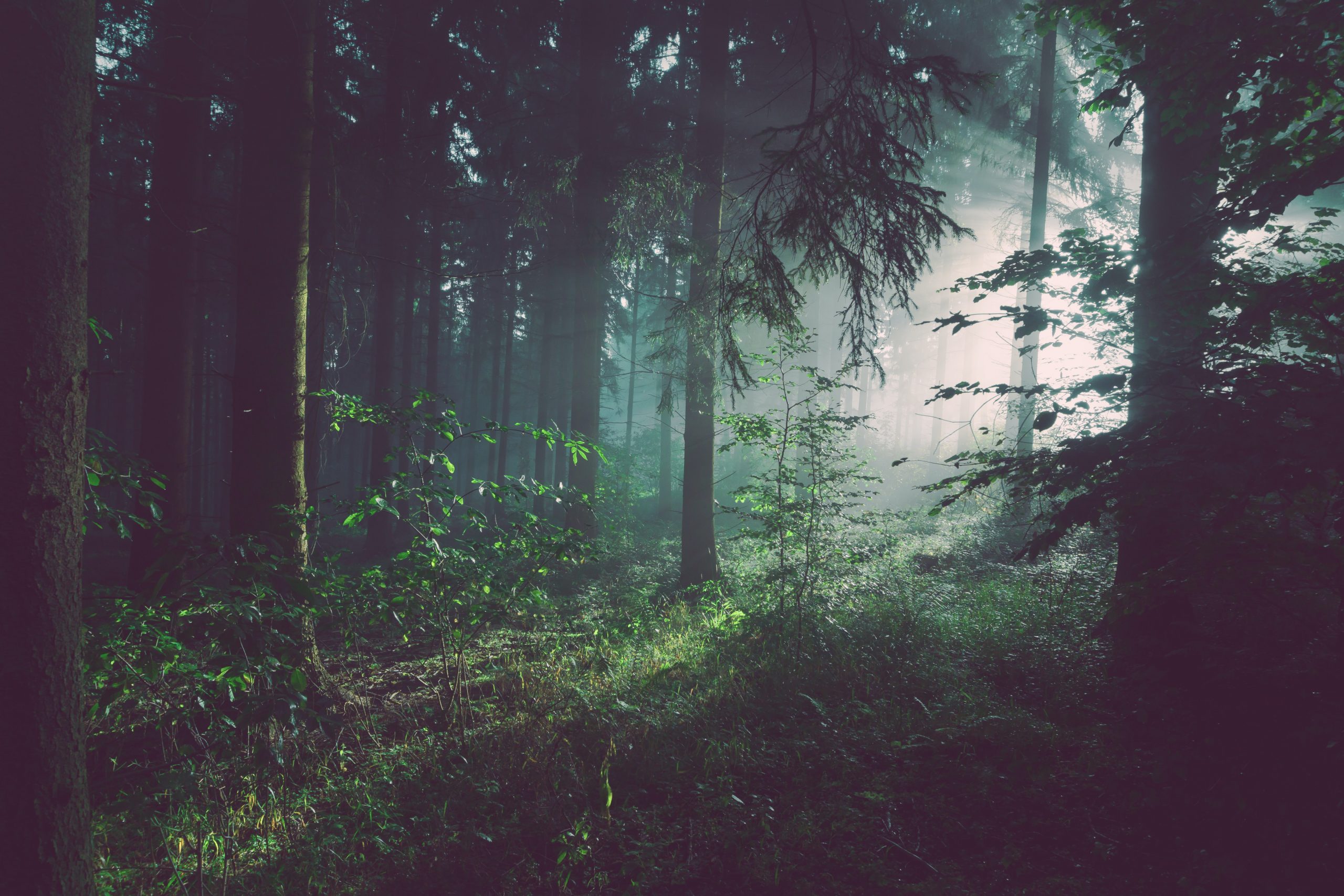 Naturaleza, origen de nuestra cosmética